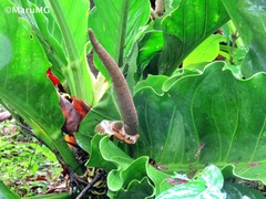 Anthurium schlechtendalii