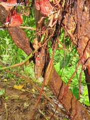 Aristolochia arborea
