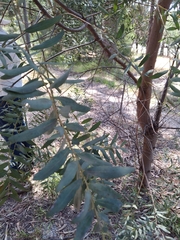 Acacia elata