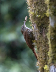 Lepidocolaptes lacrymiger