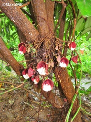 Aristolochia arborea