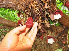 Aristolochia arborea