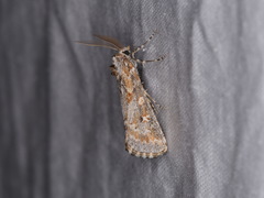 Eremochroa paradesma