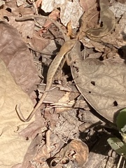 Sceloporus siniferus