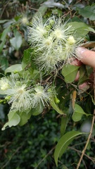 Syzygium australe