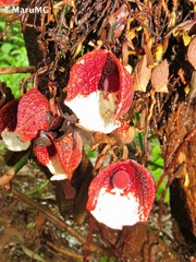Aristolochia arborea