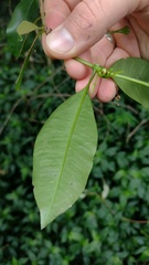 Syzygium australe