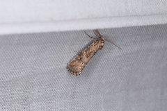 Eremochroa paradesma