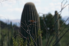 Libellula saturata