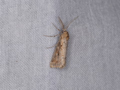 Eremochroa paradesma