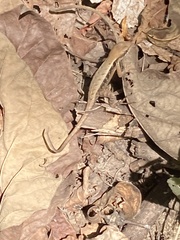 Sceloporus siniferus