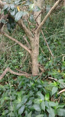 Syzygium australe