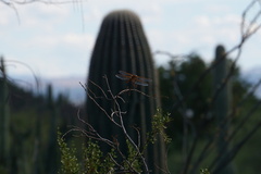 Libellula saturata