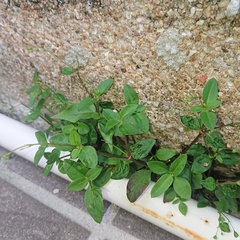 Oldenlandia corymbosa