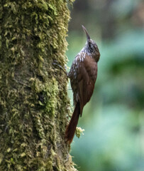 Lepidocolaptes lacrymiger