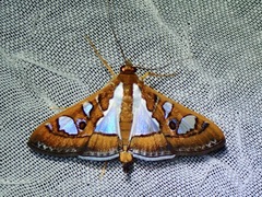 Glyphodes bivitralis