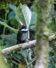 Arremon brunneinucha