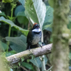 Arremon brunneinucha