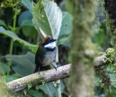 Arremon brunneinucha