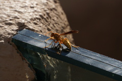 Polistes flavus