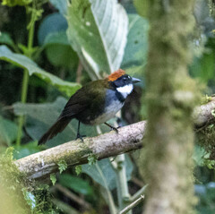 Arremon brunneinucha