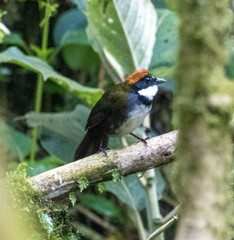 Arremon brunneinucha