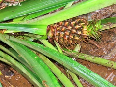 Ananas comosus