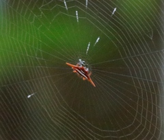 Gasteracantha versicolor