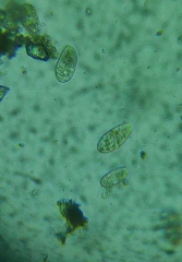Paramecium