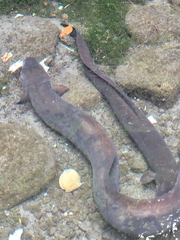 Anguilla dieffenbachii