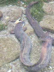 Anguilla dieffenbachii