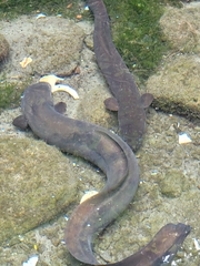 Anguilla dieffenbachii