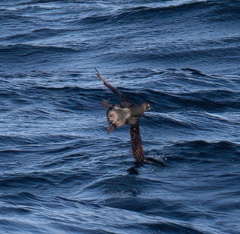 Ptychoramphus aleuticus