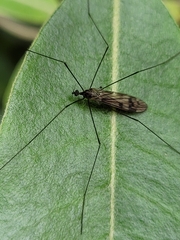 Dicranomyia