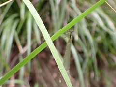 Labidiosticta vallisi