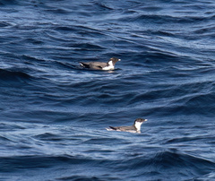 Synthliboramphus antiquus