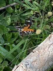 Hecatesia fenestrata