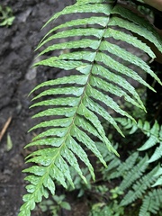 Asplenium truncatum