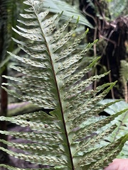 Asplenium truncatum