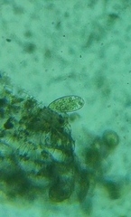 Paramecium