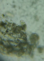 Paramecium