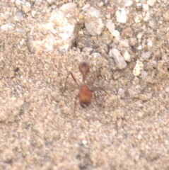 Pogonomyrmex maricopa