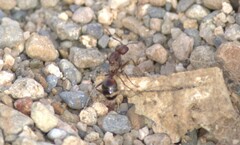 Novomessor albisetosus