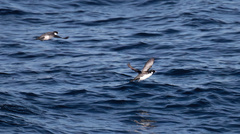 Synthliboramphus antiquus