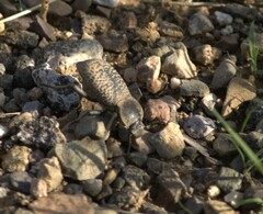 Cryptoglossa variolosa