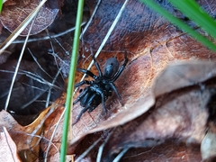 Atypidae