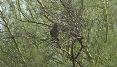 Campylorhynchus brunneicapillus