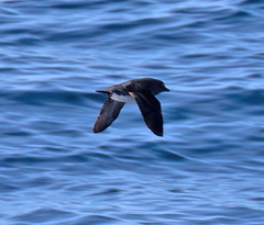 Ptychoramphus aleuticus