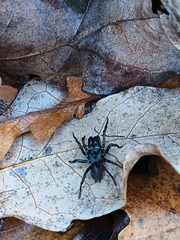 Atypidae