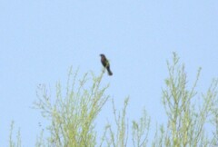 Passerina versicolor